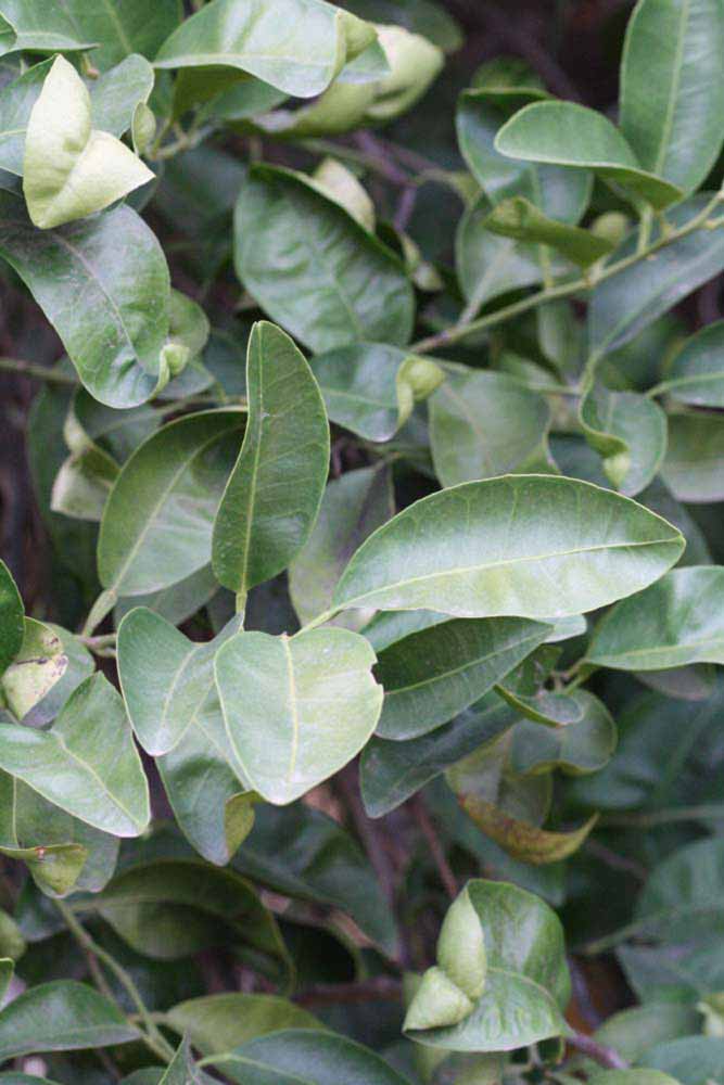              Sun leaves (Riverside, CA)       